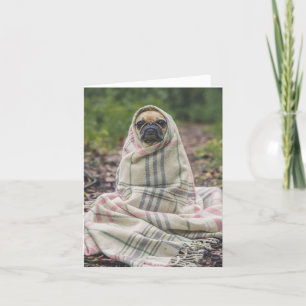 Snug comme Carlin dans une carte de tapis
