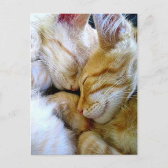 Snugggle Kittens Postcard Postkarte (Vorderseite)