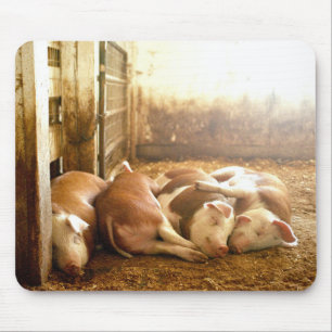 Snuggling Schweine Getty Bild-  Mousepad