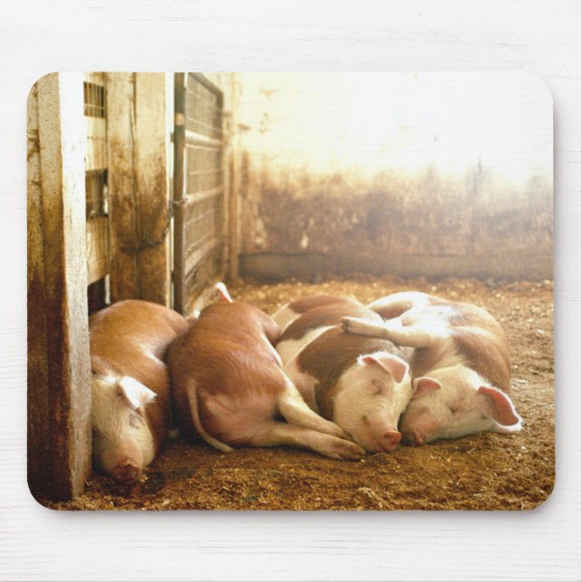 Snuggling Schweine Getty Bild-| Mousepad (Vorne)