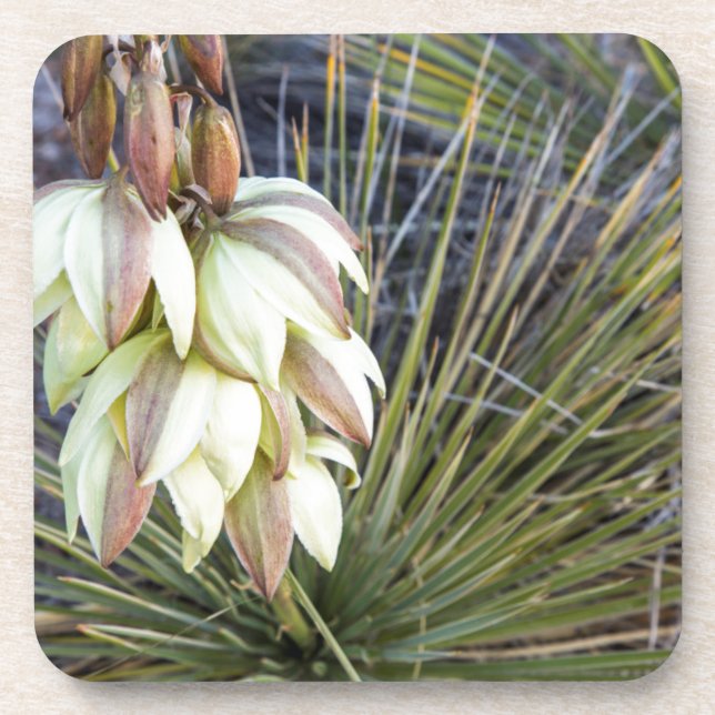 Soaptree-Yucca-Blume im oberen Missouri Untersetzer (Vorderseite)
