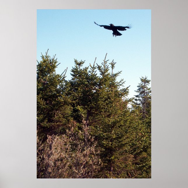 Soar Poster (Vorne)