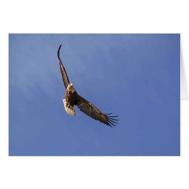 Soaring Bald Eagle (Vorderseite (Horizontal))