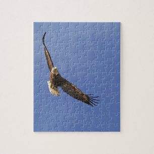 Soaring Bald Eagle