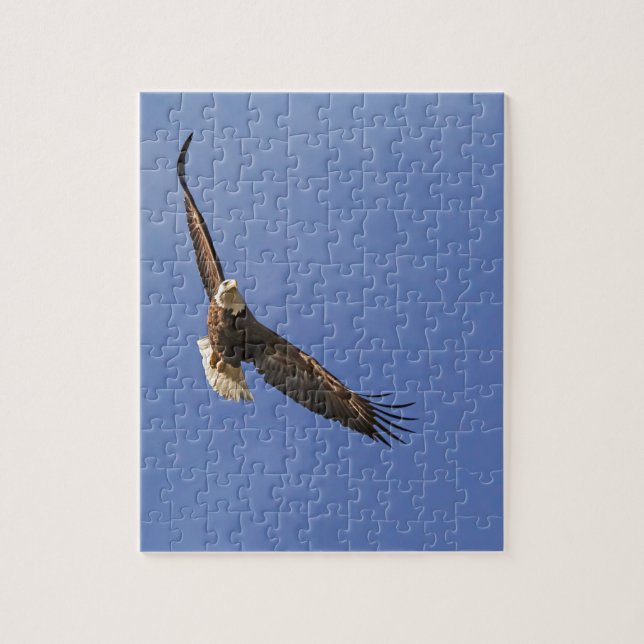 Soaring Bald Eagle (Vertikal)