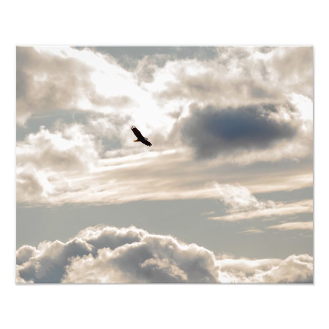 Soaring Bald Eagle Fotodruck (Vorne)