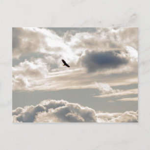 Soaring Bald Eagle Postkarte
