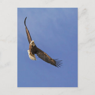Soaring Bald Eagle Postkarte