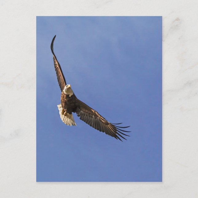Soaring Bald Eagle Postkarte (Vorderseite)
