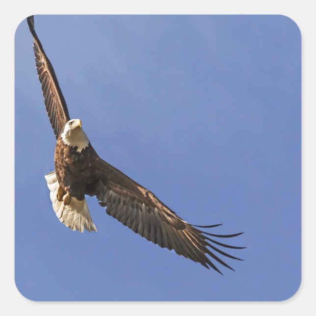 Soaring Bald Eagle Quadratischer Aufkleber (Vorderseite)