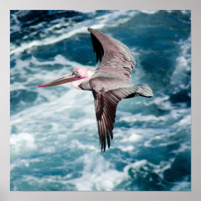 Soaring Poster (Vorne)