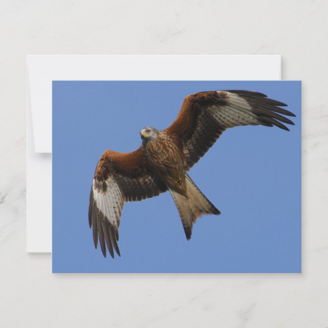 Soaring Red Kite (Vorderseite)