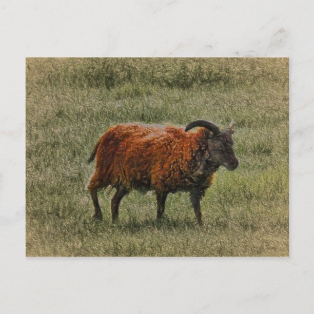Soay Sheep Postkarte (Vorderseite)