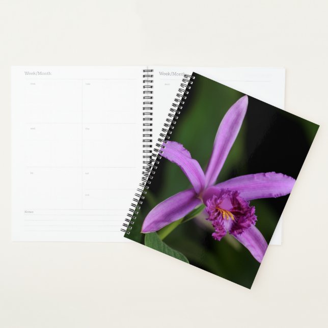 Sobralia Bouchei (Devant avec enveloppe)