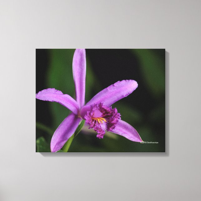 Sobralia Bouchei Leinwanddruck (Vorderseite)