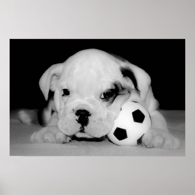 "Soccer Puppy" English Bulldog Poster (Vorne)