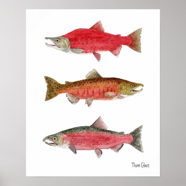 Sockeye, Chinook, Coho Lmon Poster (Vorne)