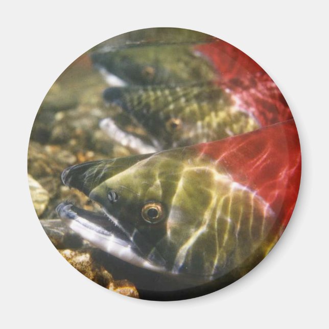 Sockeye Lachs Magnet (Vorne)