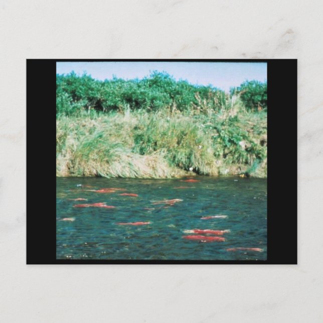 Sockeye Lachs Postkarte (Vorderseite)