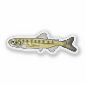 Sockeye Lmon Fry Aufkleber
