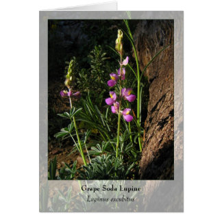 Soda Lupine - Nationale Notecard