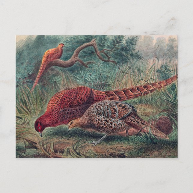 Soemmerings Fasan von Joseph Wolf Postkarte (Vorderseite)