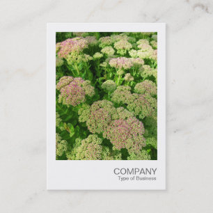 Sofortbild 033 - Sedum Visitenkarte