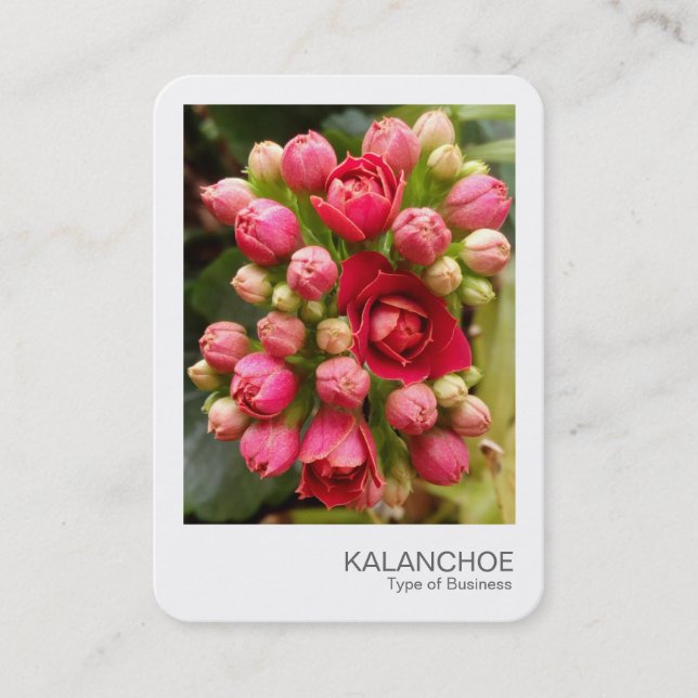 Sofortiges Foto - Kalanchoe-Blume und -Buds Visitenkarte (Vorderseite)