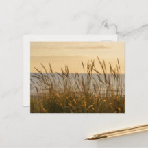 Soft beach grass, uplifting light message