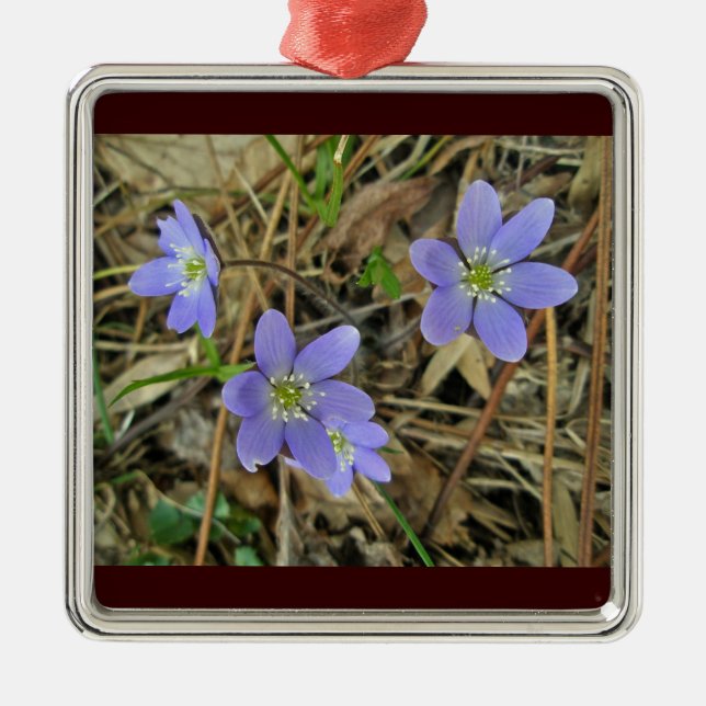 Soft Blue Hepatica Wildblume Ornament (Vorne)
