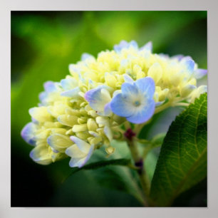 Soft Blue Hydrangea Blume Petals Poster
