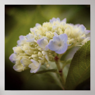 Soft Blue Hydrangea Blume Vintag Tint Poster