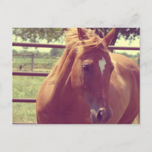 Soft Focus Scotch Postkarte