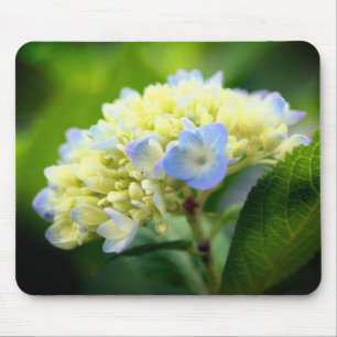 Soft Hydrangea-Blume Mousepad
