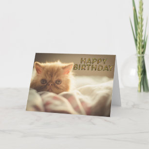 Soft kitty Wünsche Karte
