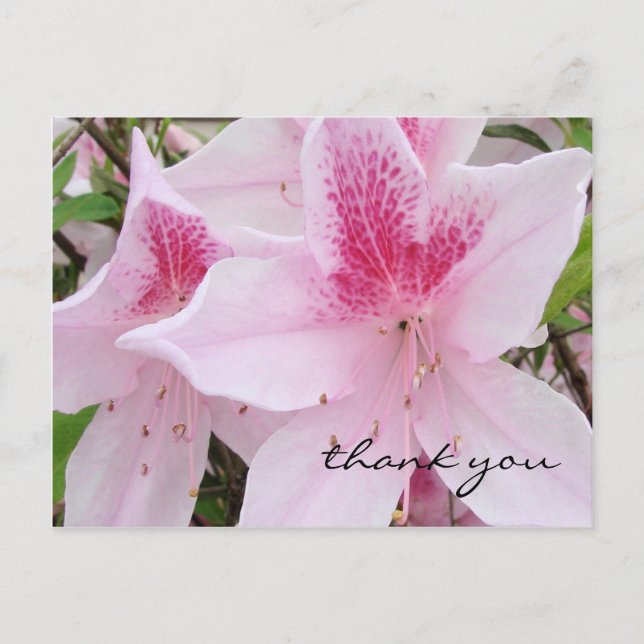 Soft Pink Azaleas - Danke Postcard Postkarte (Vorderseite)