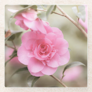 Soft Pink Camellia-Blume Glasuntersetzer