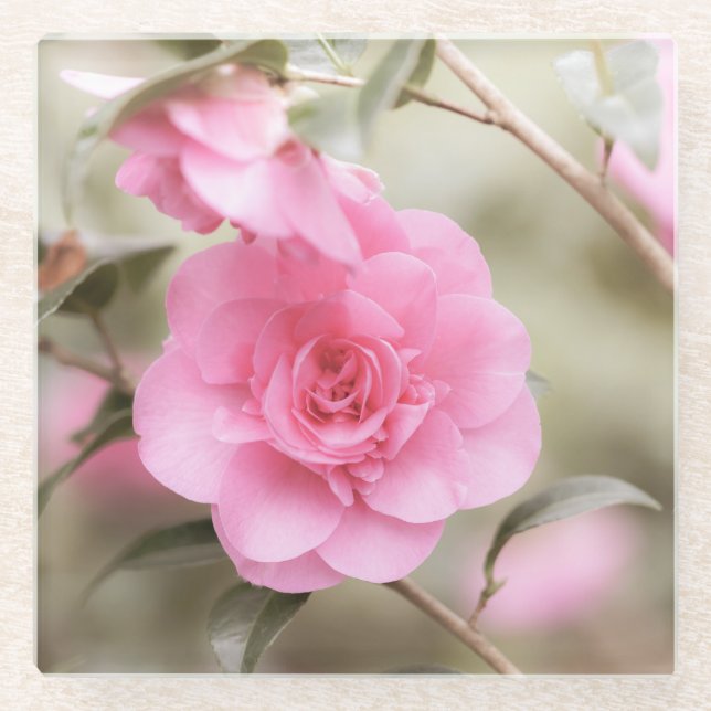Soft Pink Camellia-Blume Glasuntersetzer (Vorderseite)