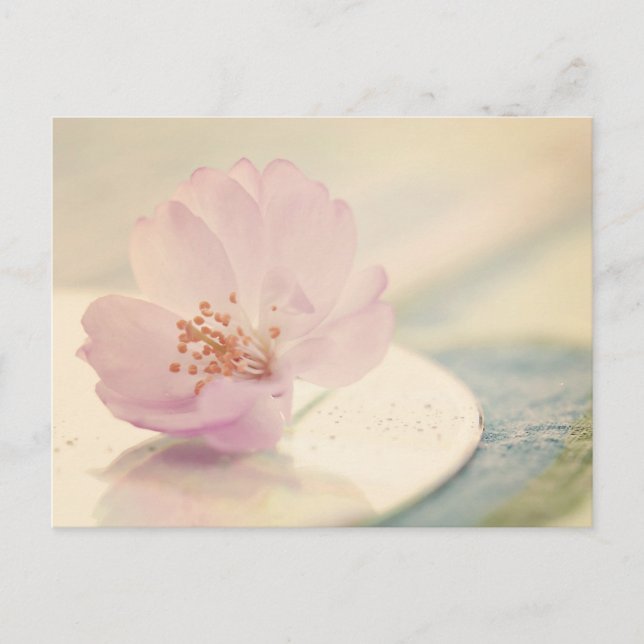 Soft Pink Cherry Blossom Blume Postkarte (Vorderseite)
