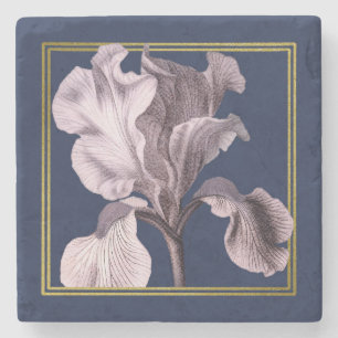 Soft Pink Iris auf blauem Untersetzer