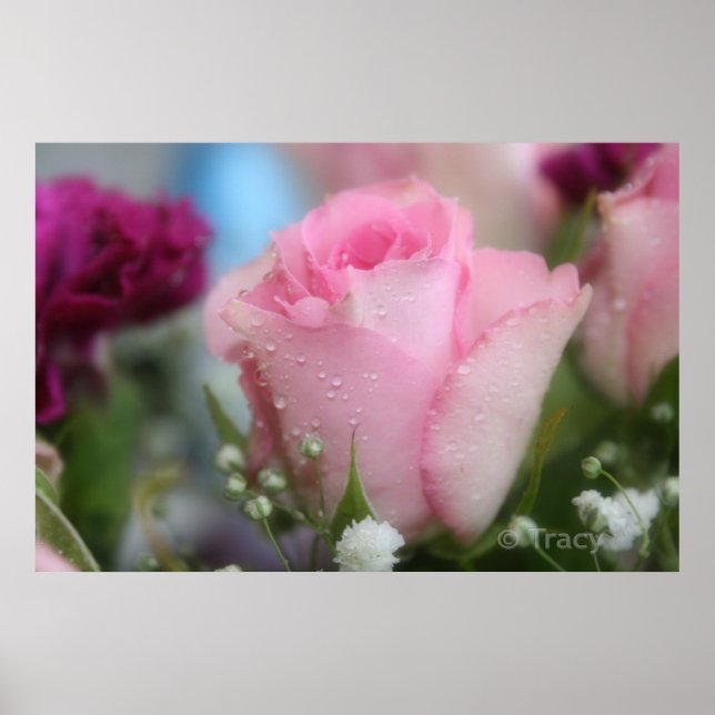 Soft Pink Rose Poster (Vorne)