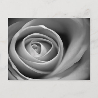 Soft Rose Center - Schwarzweißfoto Postkarte