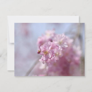 Soft Sakura Whispers Postkarte