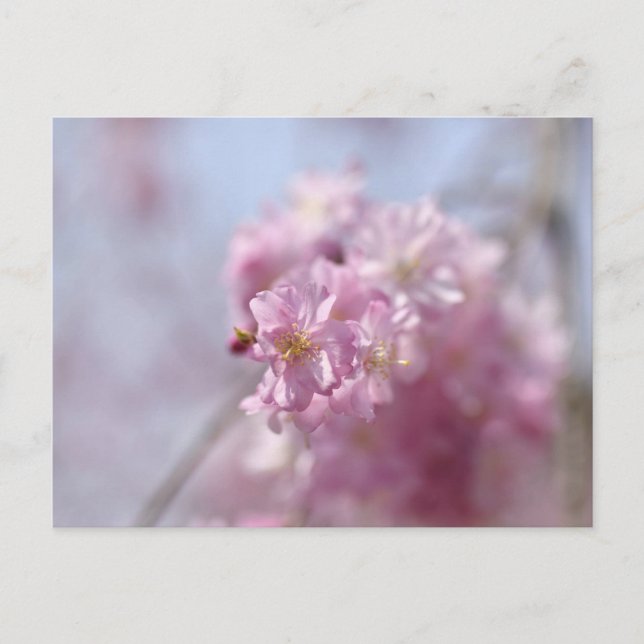 Soft Sakura Whispers Postkarte (Vorderseite)