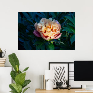 Soft Splendor: Peach Peony Fotografy Poster
