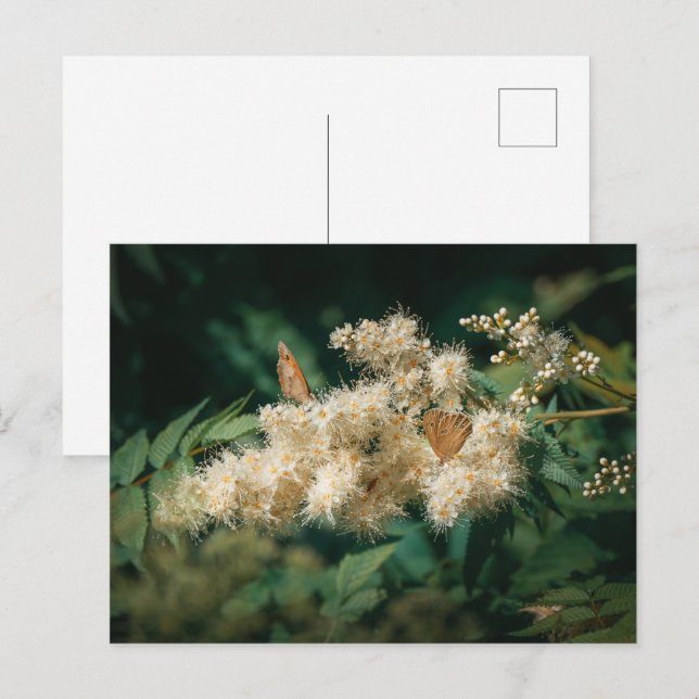 Soft White Blossoms with Butterflies Postkarte (Vorne/Hinten)