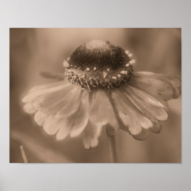 Soft Zinnia Daisy Blume im Vintagen Sepia Poster (Vorne)
