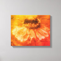 Soft Zinnia Daisy Blume in Sepia Vintag