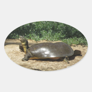 Softshell Turtle Ovaler Aufkleber