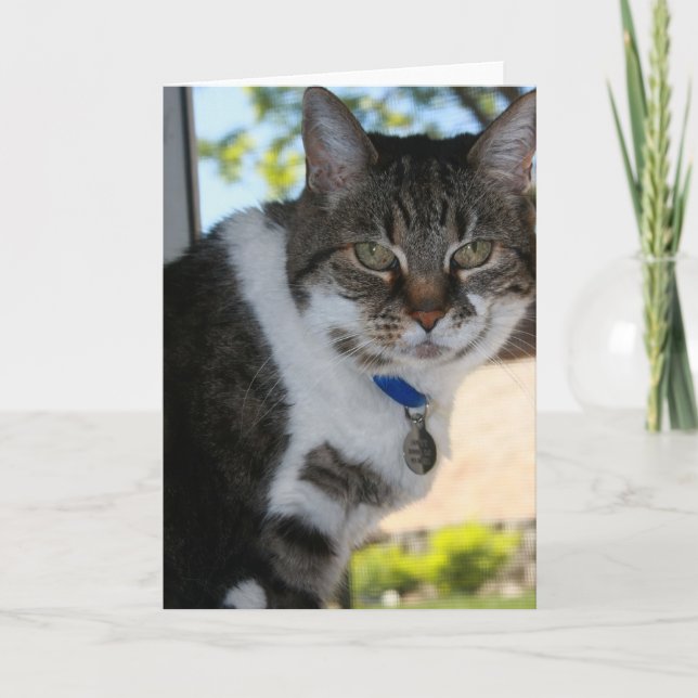 Softy Blank Grußkarte Karte (Vorderseite)